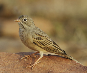 Хөмрөг (Хөхлөрийн хөмрөг)